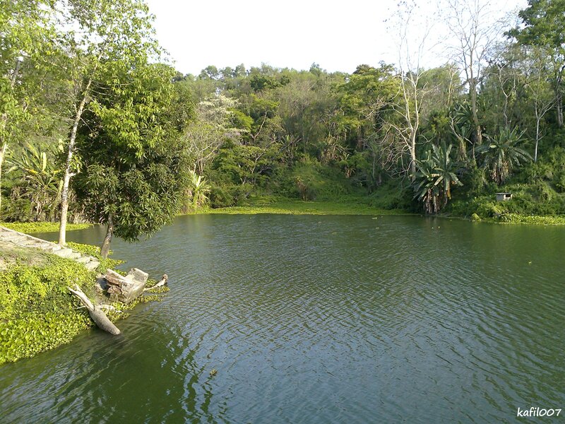 Pond Surrounded by Trees — Green
