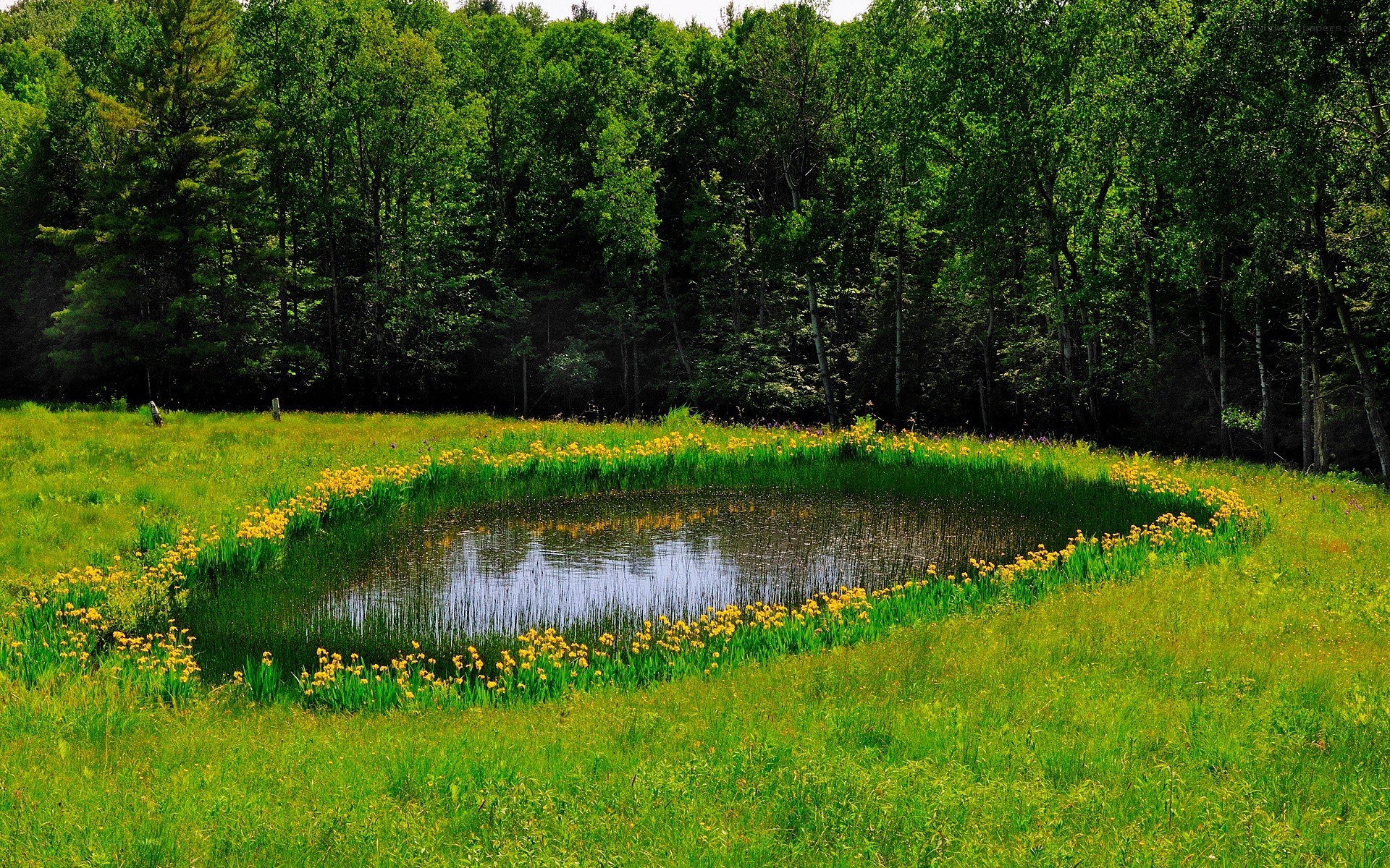 Pond surrounded by yellow flowers