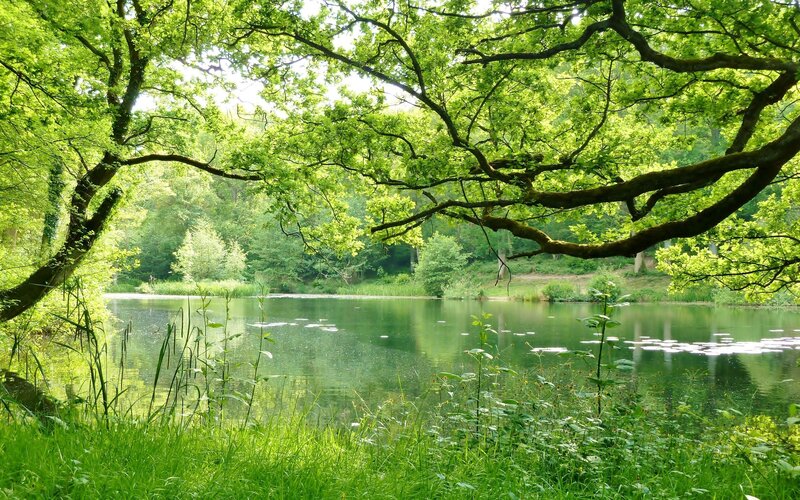 Pond under Tree Canopy