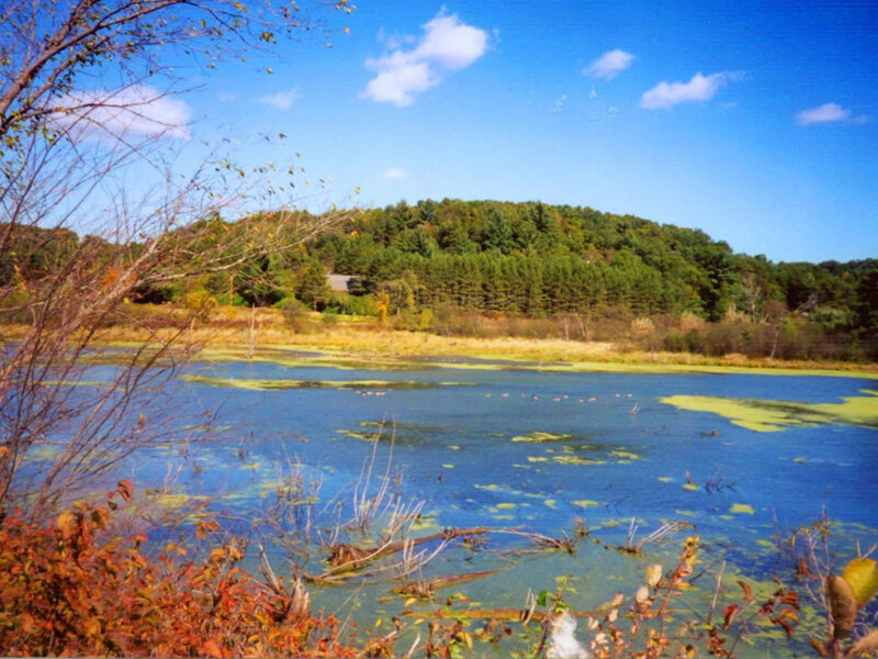 Pond with Algae and Birds