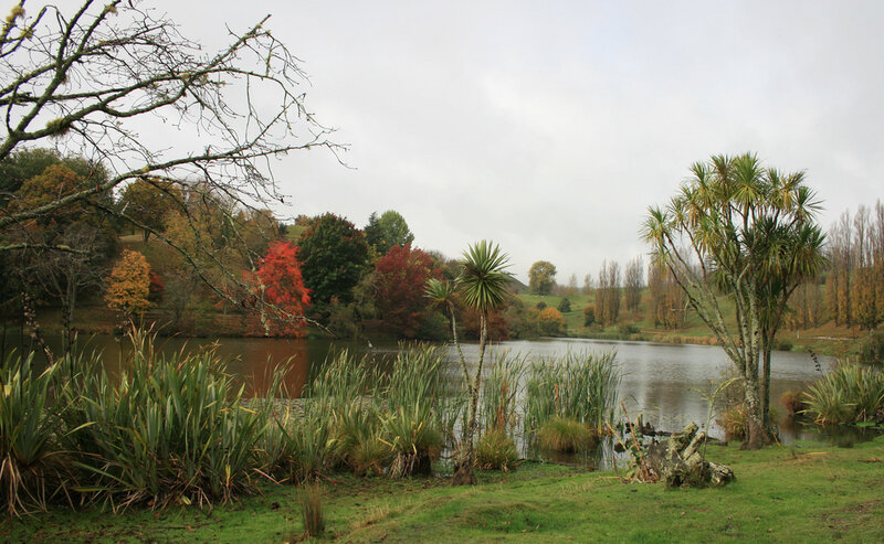 Pond with Autumn Trees — Green, Serene, Photograph, Reeds