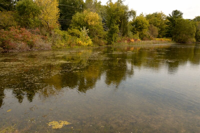 Pond with Autumn Trees — Green