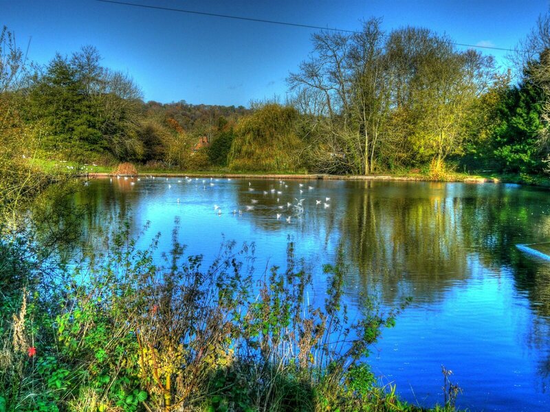 Pond with birds and trees