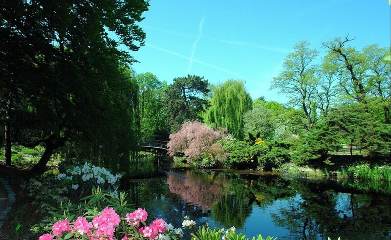Pond with Blooming Flowers