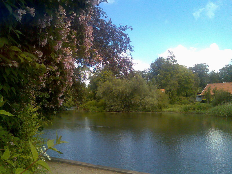Pond with blooming tree