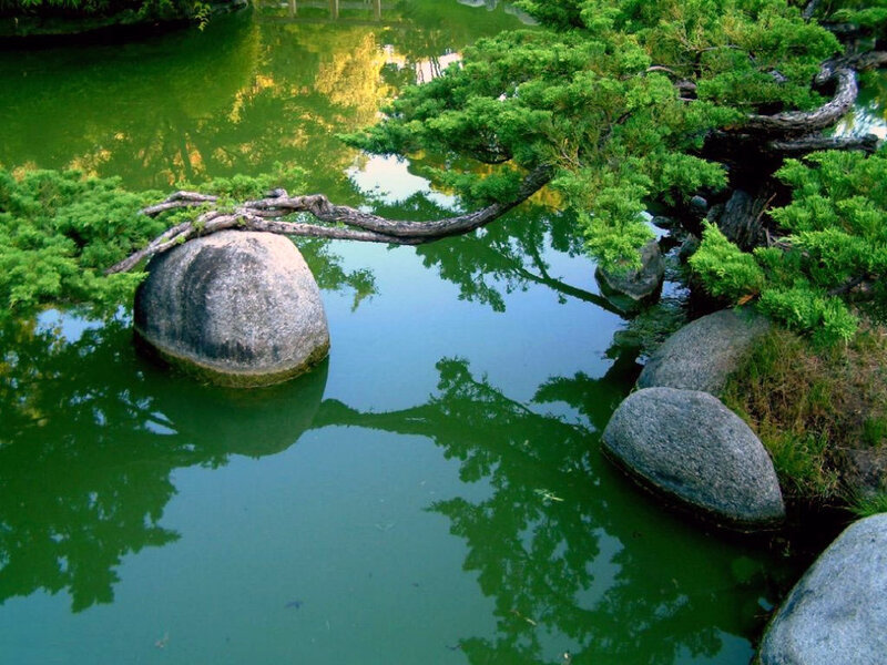 Pond with bonsai and rocks