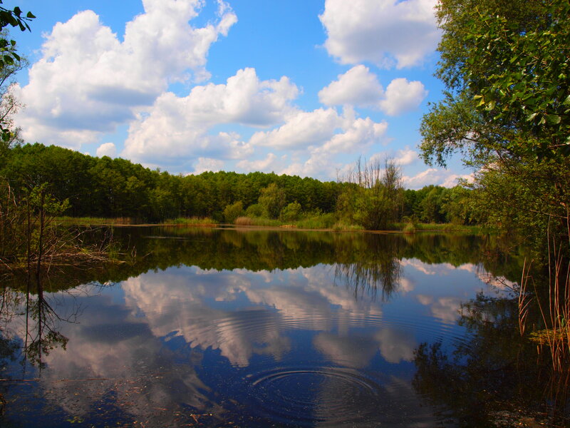 Pond with Cloud Reflection