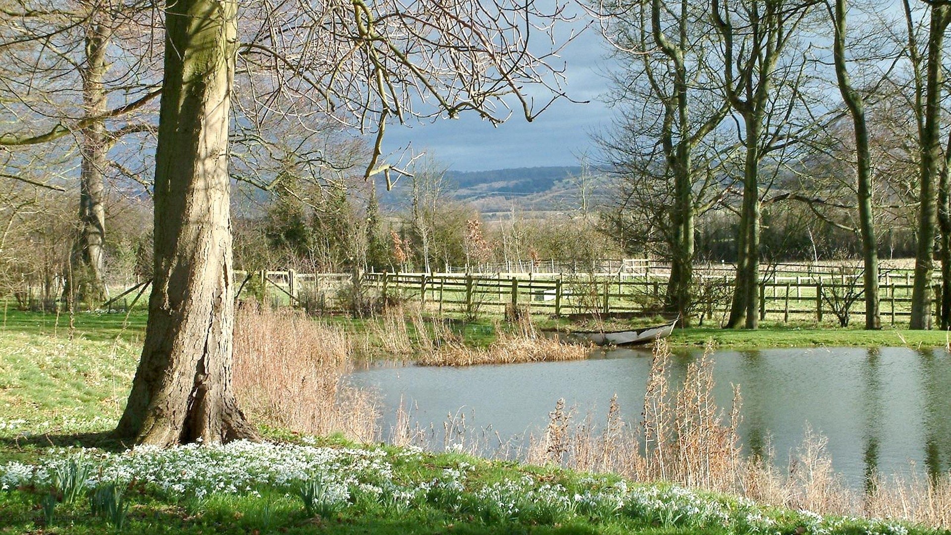 Pond with daffodils and boat