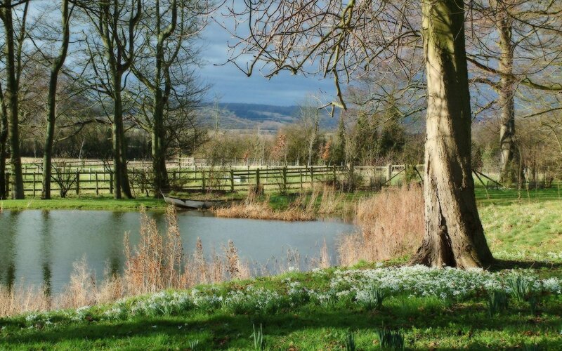 Pond with Daffodils