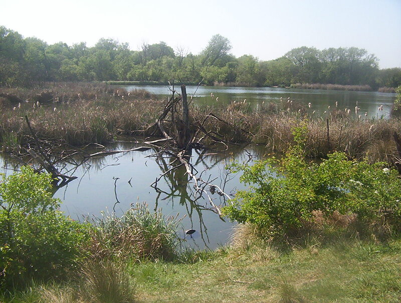 Pond with Dead Tree