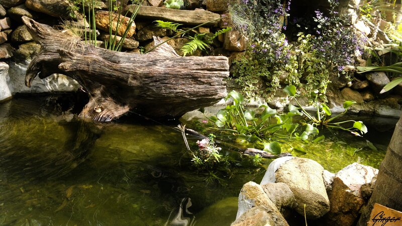 Pond with driftwood and plants