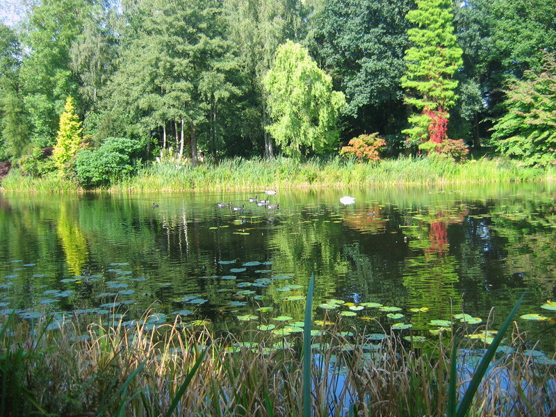 Pond with ducks and lily pads