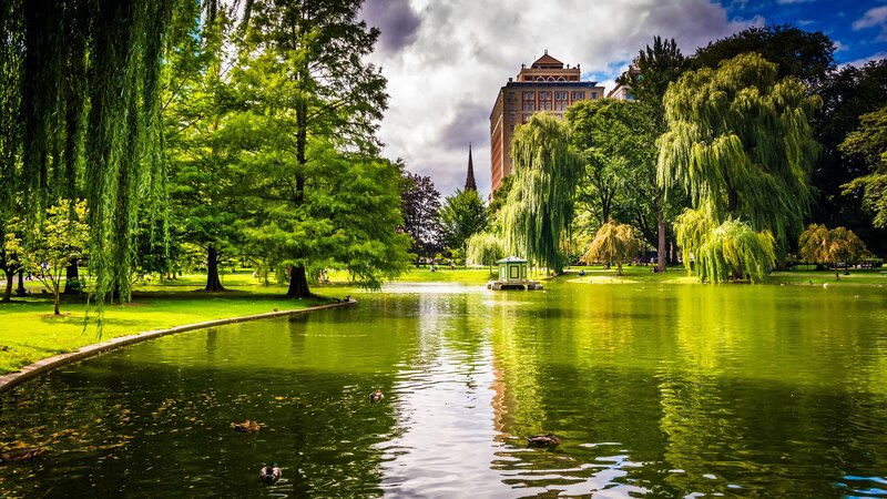 Pond with Ducks and Trees