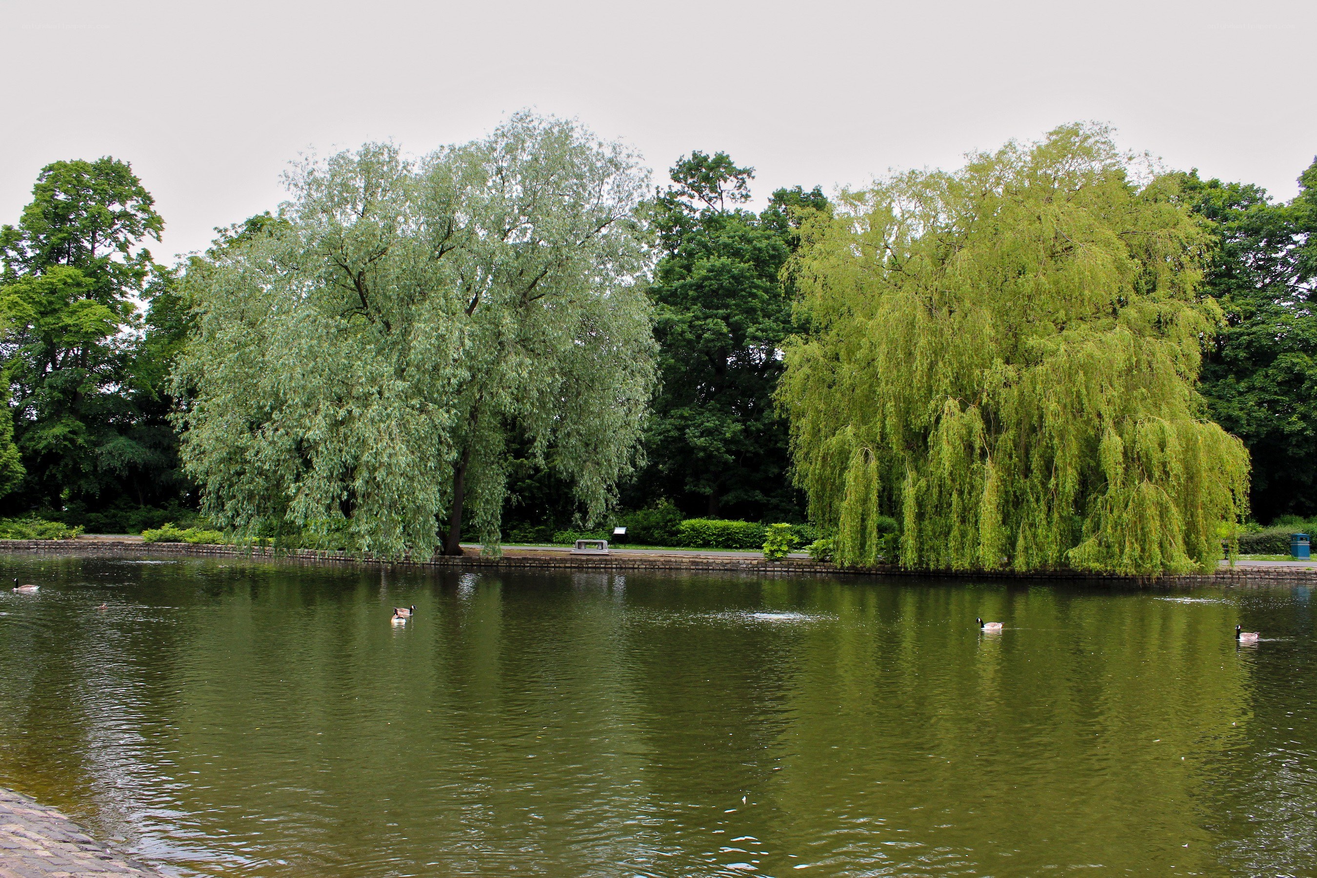 Pond with ducks and willow trees