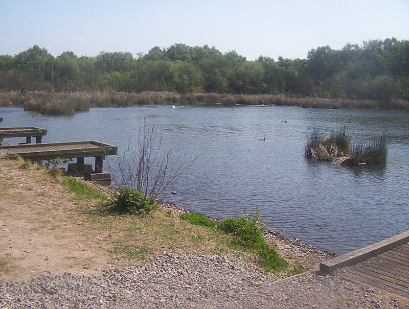 Pond with Ducks — Blue