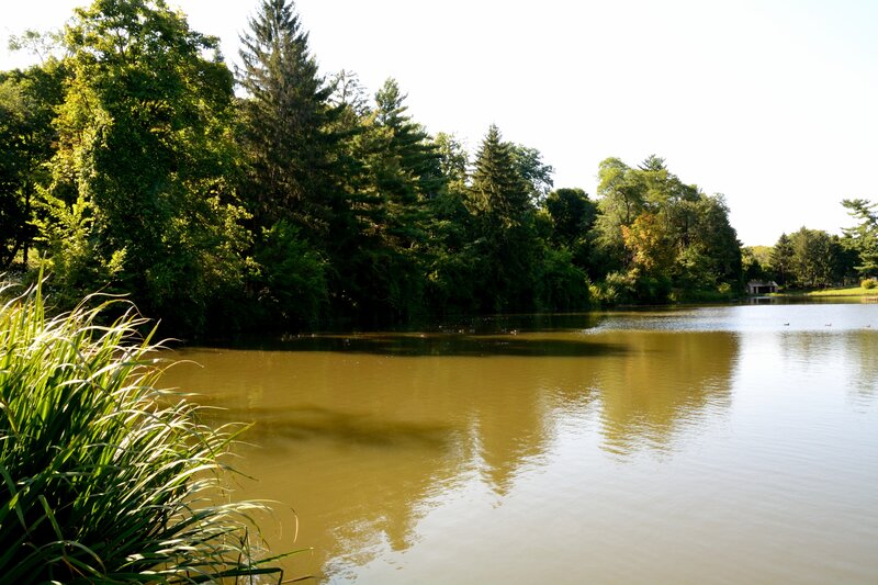 Pond with Ducks — Green, Serene, Afternoon, Photograph