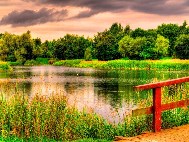 Pond with Ducks — Green, Serene, Sunset