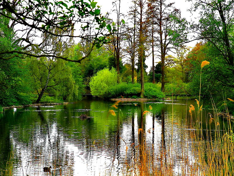 Pond with Ducks — Green, Serene