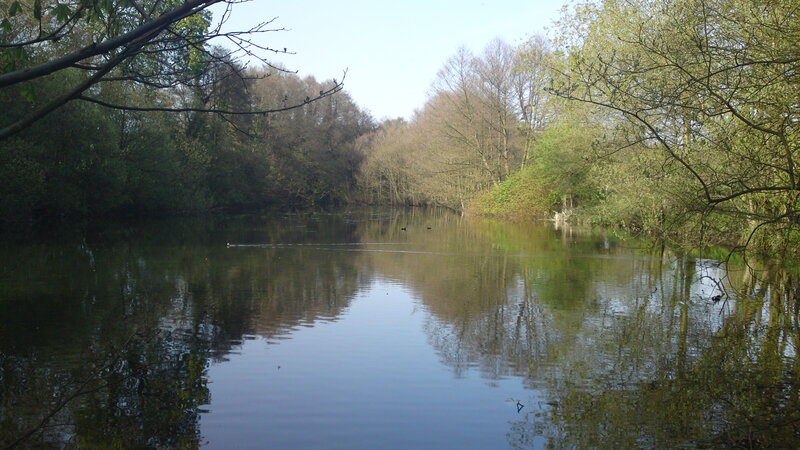Pond with Ducks
