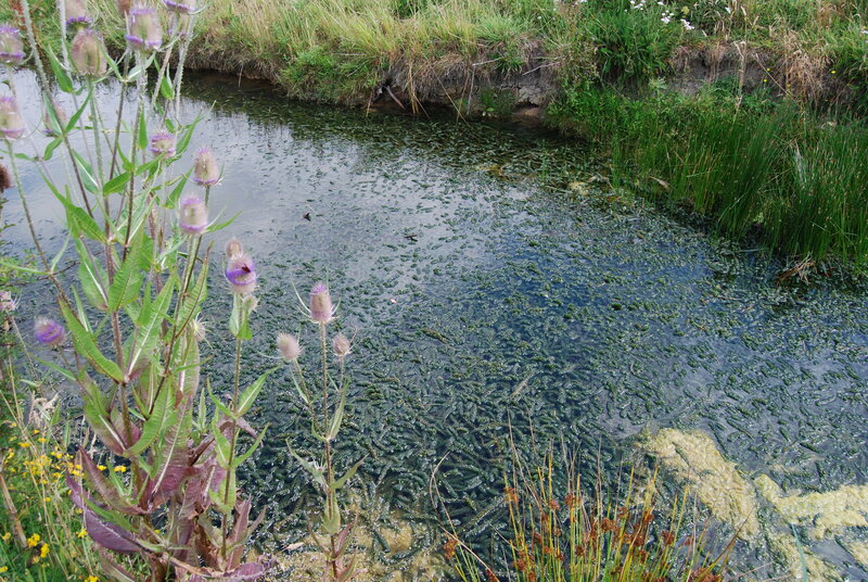 Pond with Duckweed