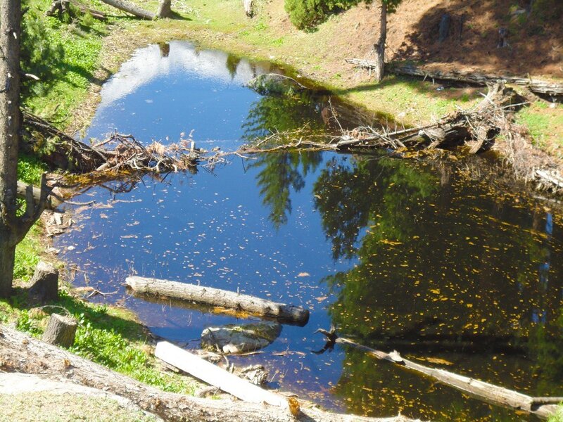 Pond with Fallen Logs — Blue