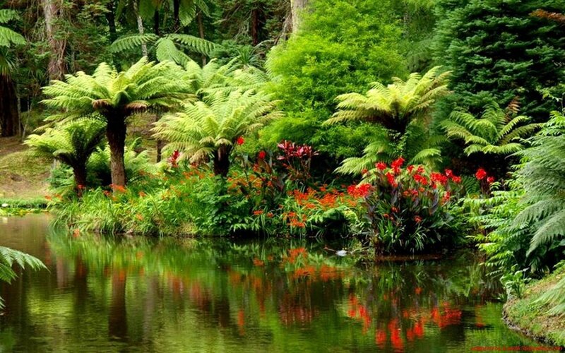 Pond with Ferns and Flowers — Green