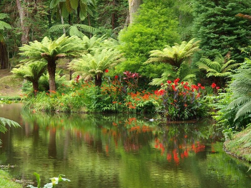 Pond with Ferns and Flowers