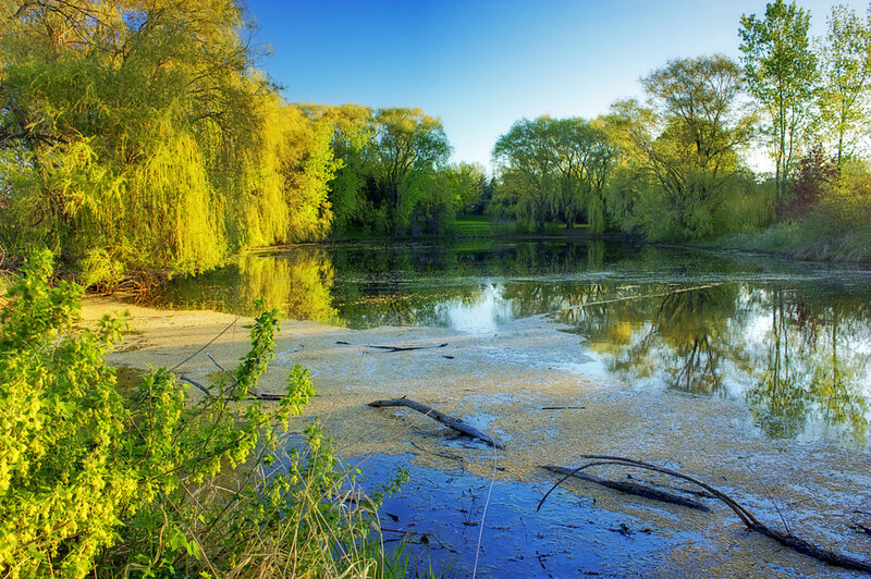 Pond with Floating Algae