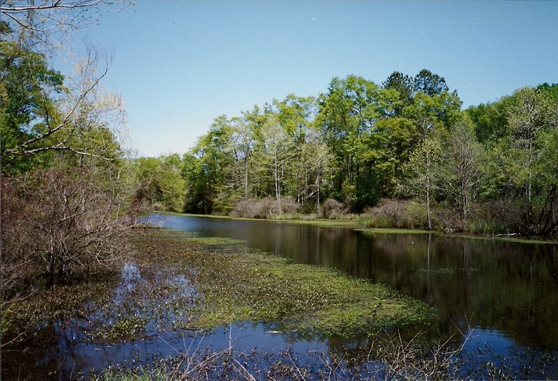 Pond with Floating Plants — Green, Serene