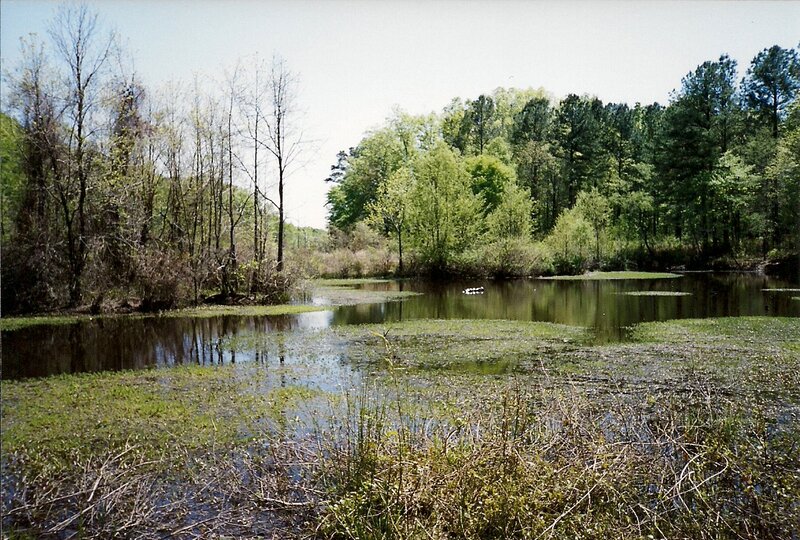 Pond with Floating Plants — Green