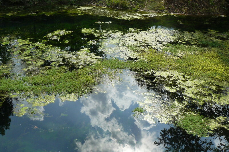 Pond with Floating Plants