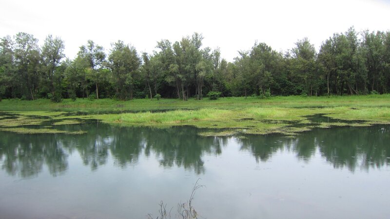 Pond with Floating Vegetation