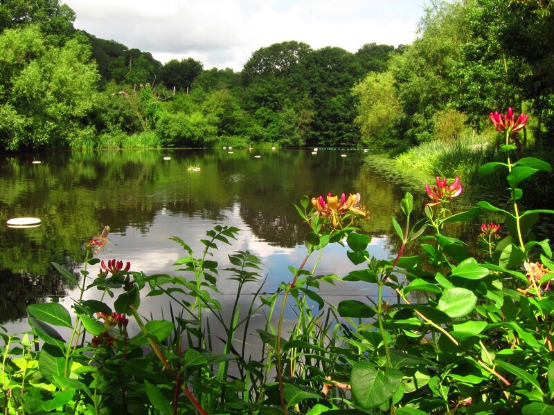 Pond with Flowering Plants