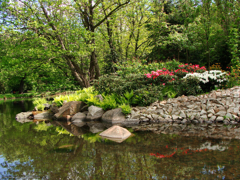 Pond with Flowering Shrubs — Green, Serene, Spring