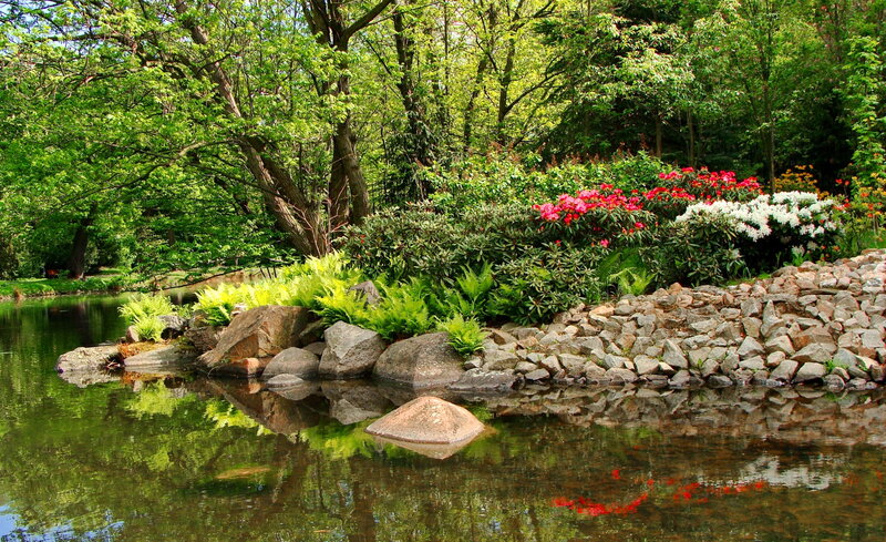 Pond with Flowering Shrubs — Green, Serene