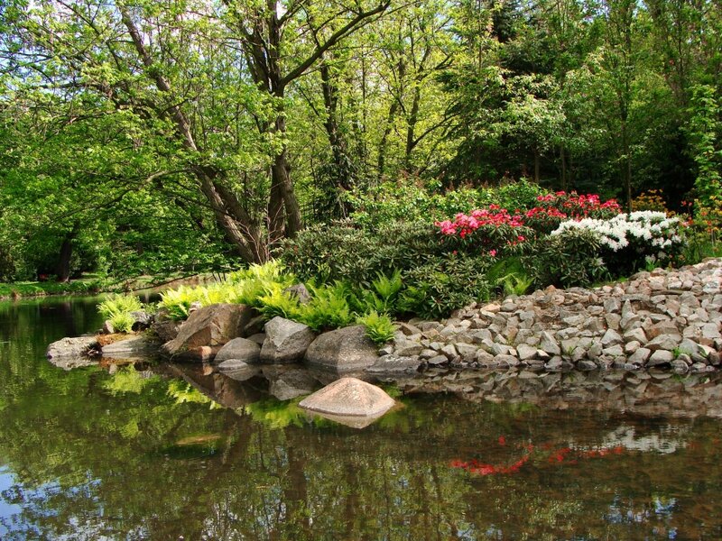 Pond with Flowering Shrubs — Green