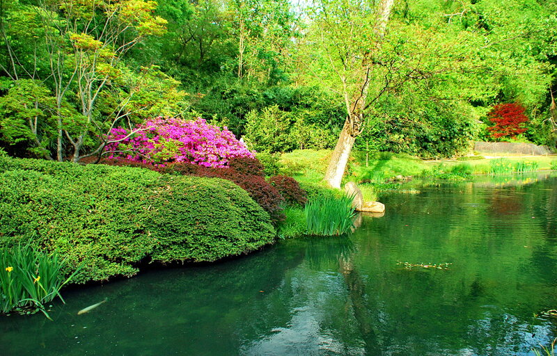 Pond with Flowering Shrubs