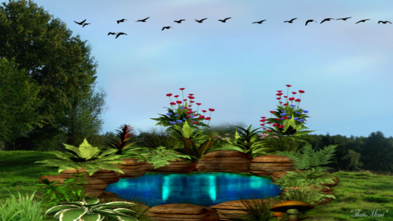 Pond with Flowers and Birds