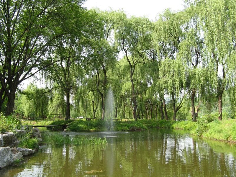 Pond with fountain and willow trees