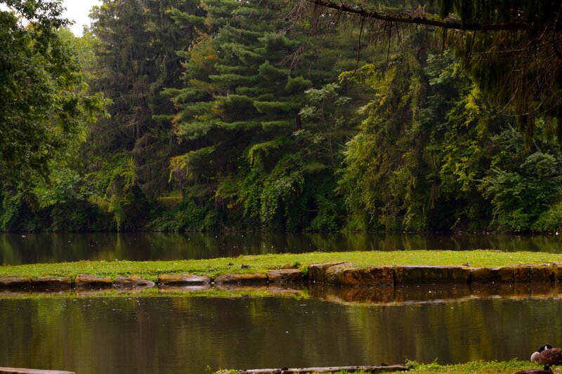Pond with Grassy Island — Green
