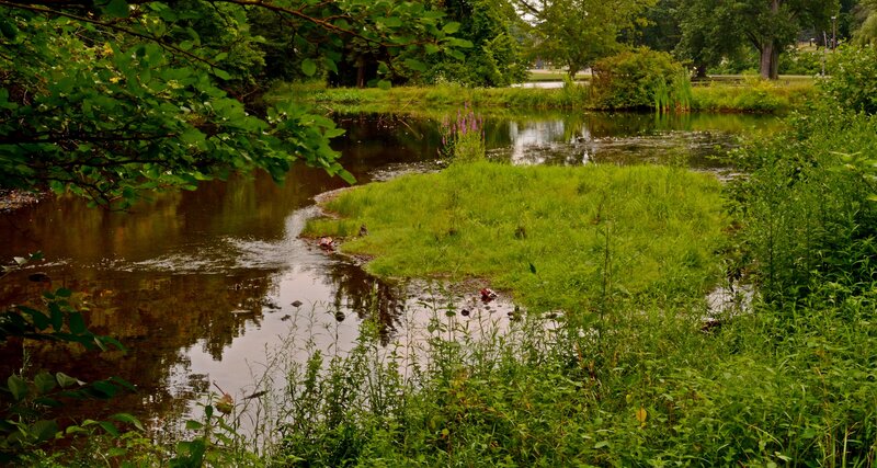 Pond with Grassy Island
