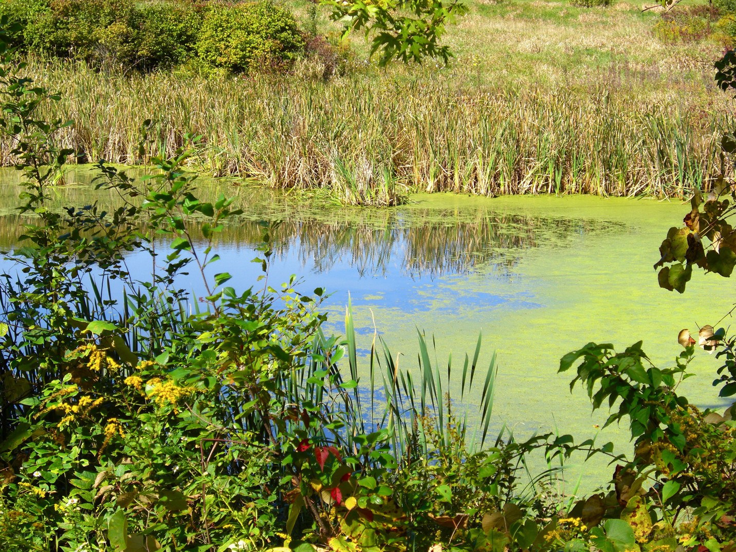 pond with green algae and reeds