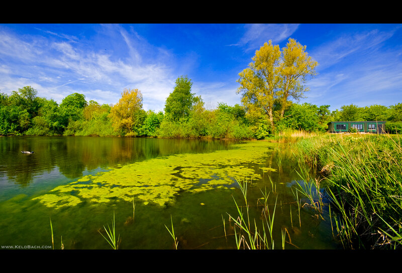 Pond with Green Algae — Blue