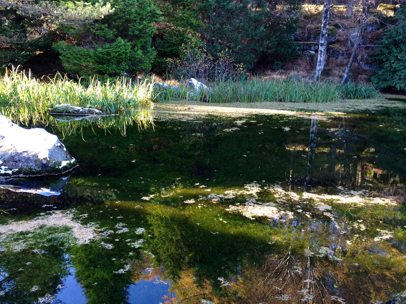 Pond with Green Algae — Serene