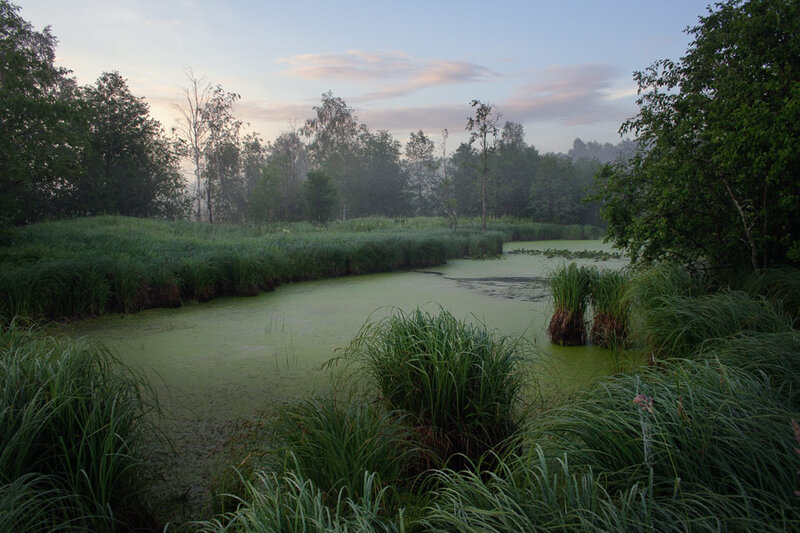 Pond with Green Algae