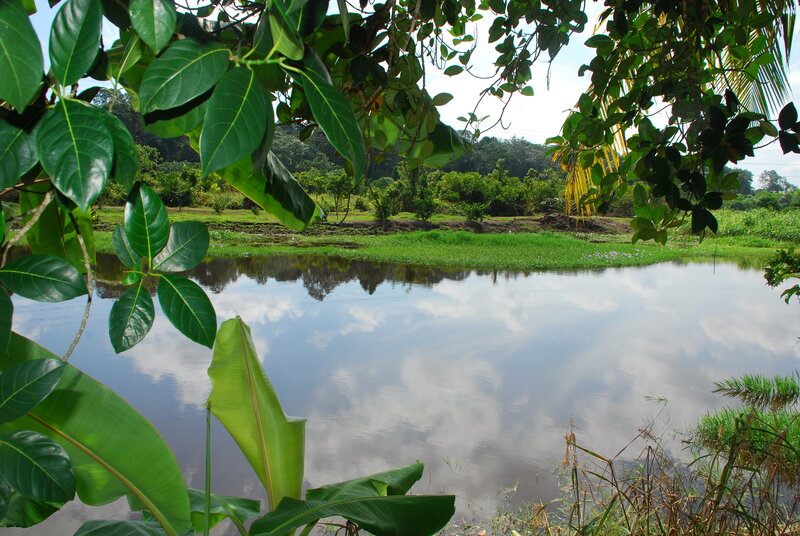 Pond with Green Foliage