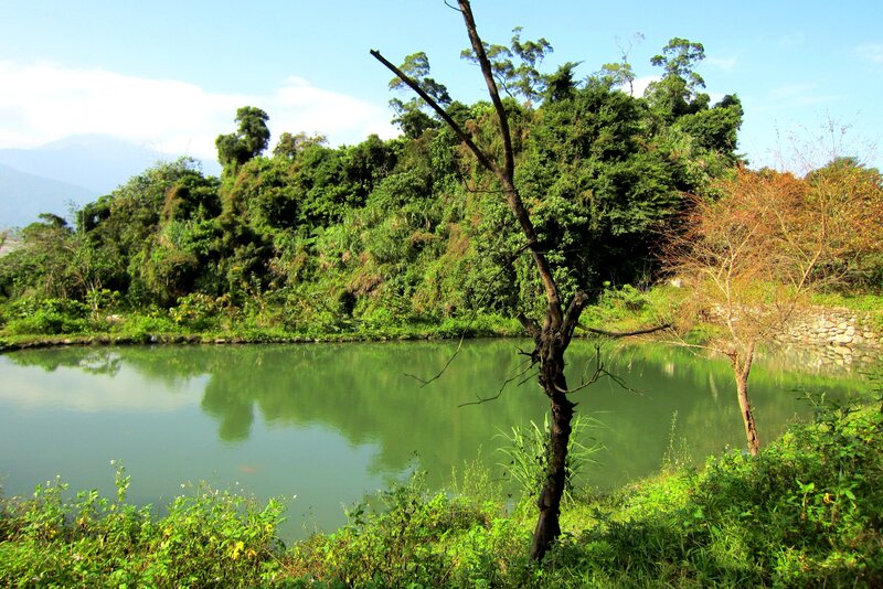 Pond with Green Trees