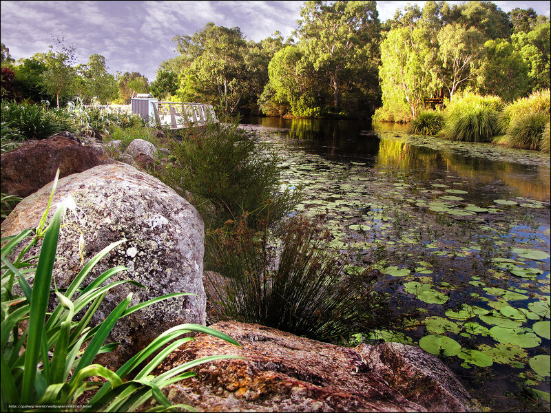 Pond with lily pads and bridge