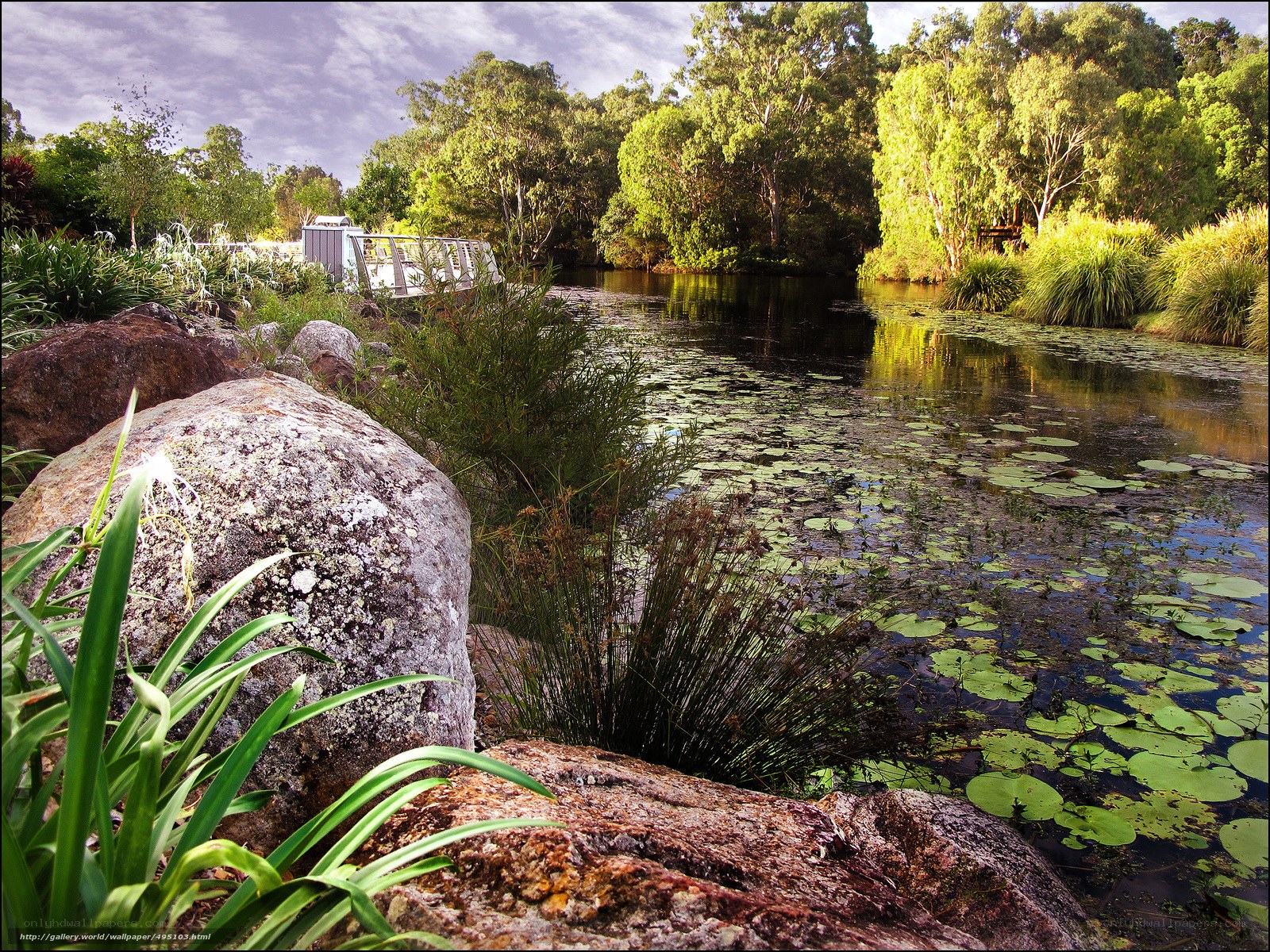 Pond with lily pads and bridge