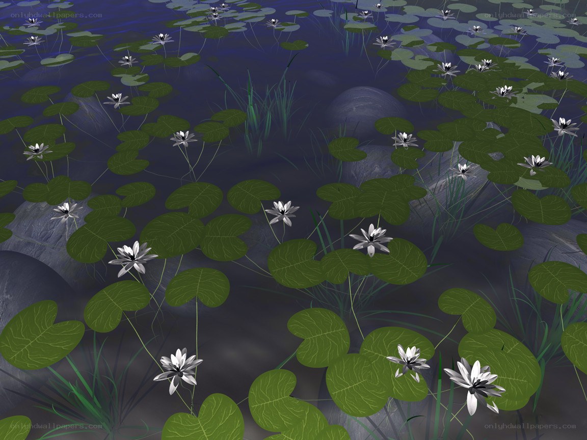 pond with lily pads and flowers
